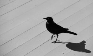 Black bird on walkway
