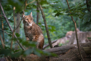 Bobcat in the forest