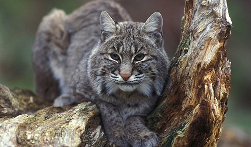 Bobcat sitting in a tree