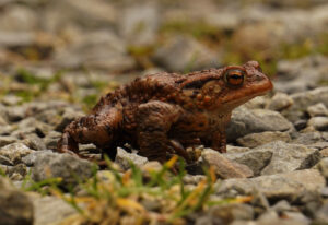 Cane toad near rocks