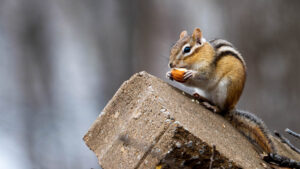 Chipmunk eating a nut