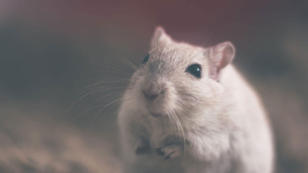 cotton rat