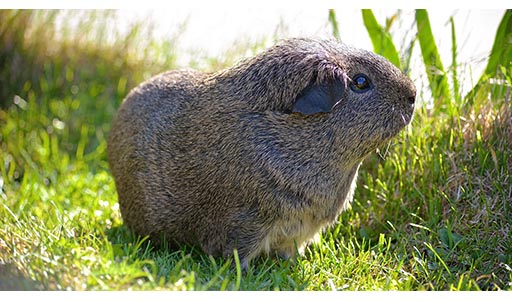 Cotton rat in a yard