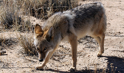 Coyote in the desert