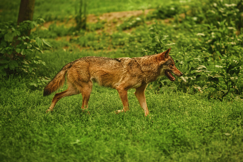 Coyote in a yard