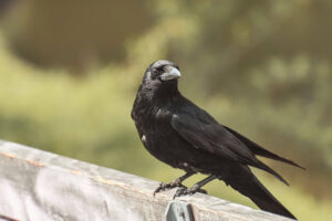 Crow standing on a fence