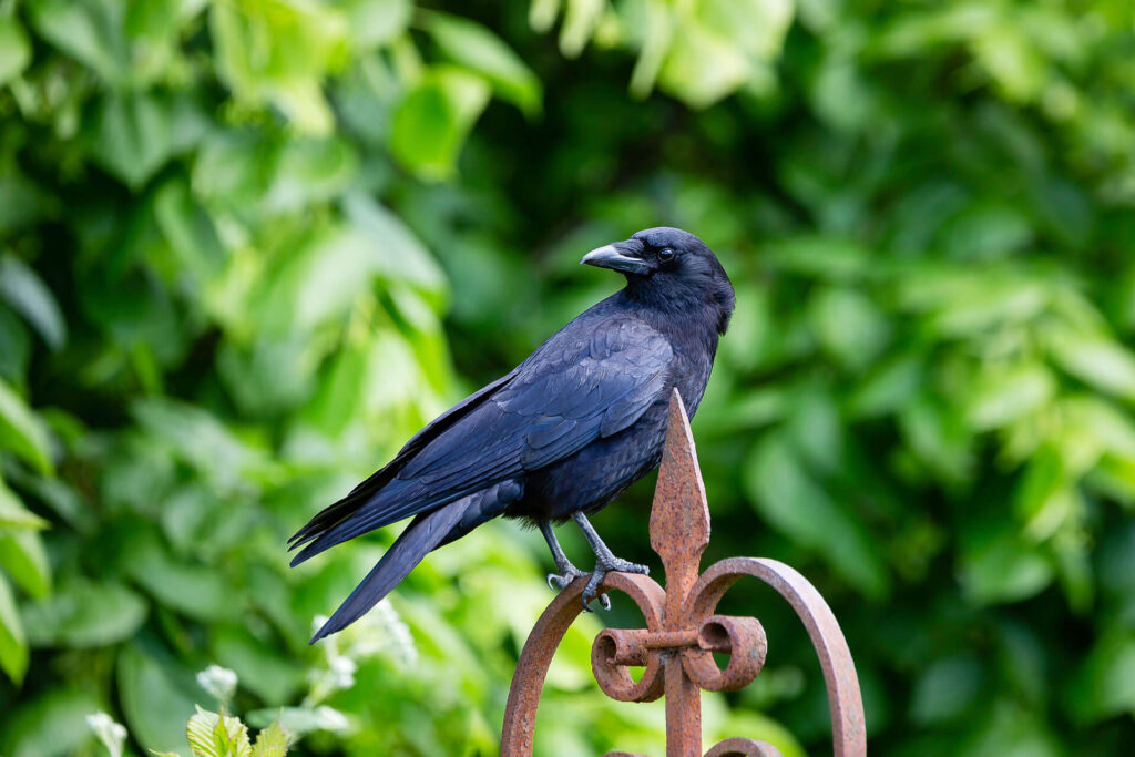 Crow standing on a structure