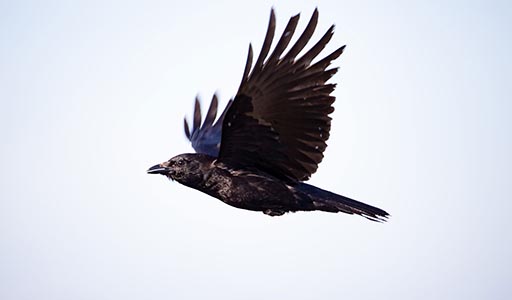 Crow flying