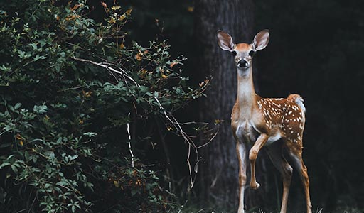 Deer at the edge of a forest