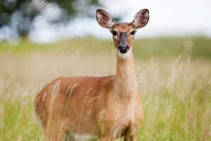 Deer in a field