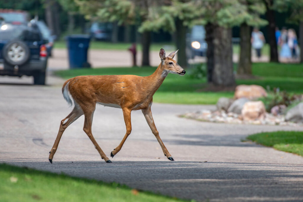 Deer crossing a neighborhood street