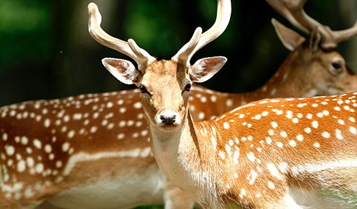 Two deer with antlers