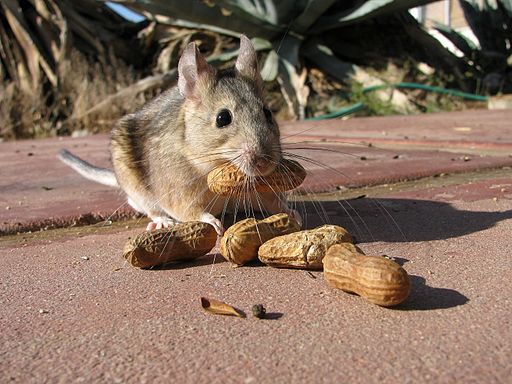 Packrat eating peanuts