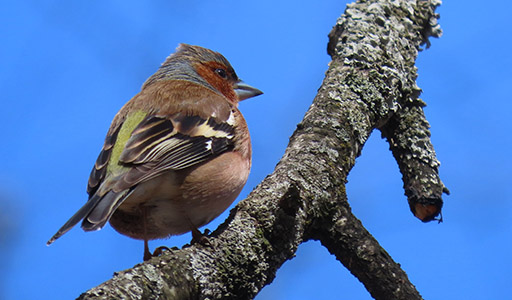 Finch on a tree branch