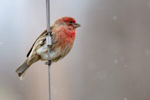 Finch on a wire