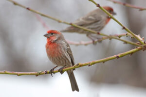 Orange Finch sitting on a twig