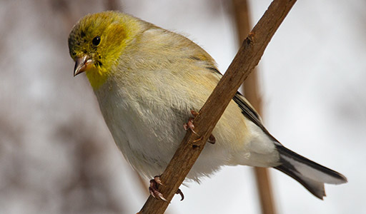 Finch sitting on a twig