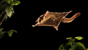 Flying squirrel gliding through the air