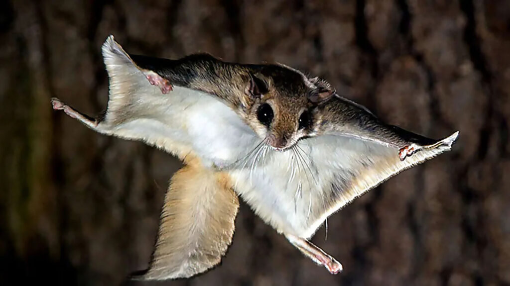 Flying squirrel jumping out of a tree