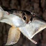 Flying squirrel jumping out of a tree