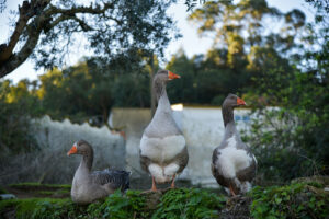 3 geese near a structure