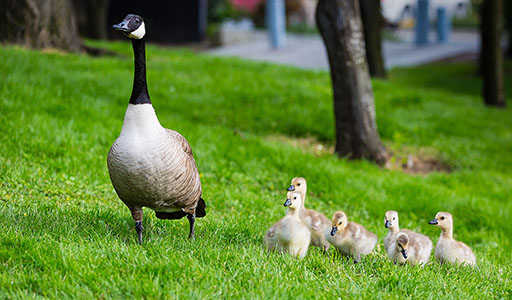 Mother goose walking her baby geese