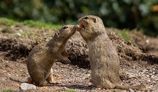 Gophers interacting with each other