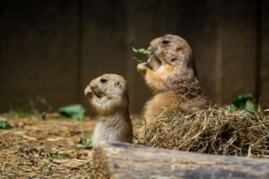 Gophers both eating food near a property