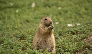 How to Identify Rodents in Your Yard - Trutech Wildlife Service