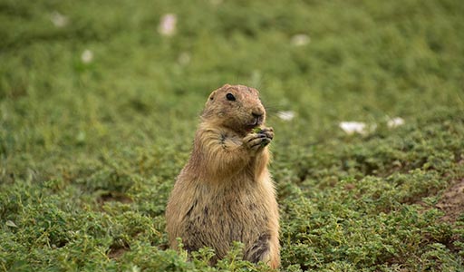 Gopher eating food