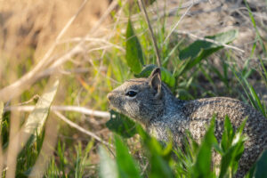 Ground squirrel in the yard