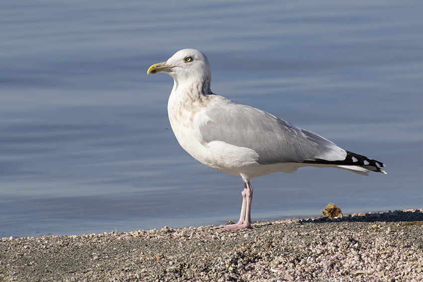 Gull near the water