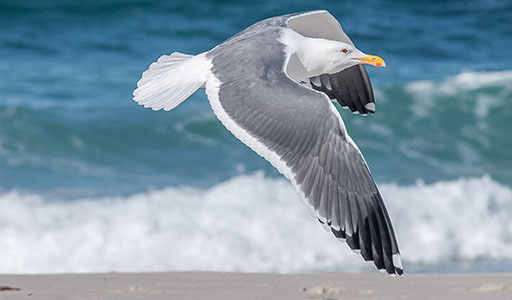 Gull near the beach