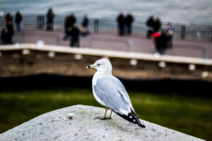 Gull near a boardwalk