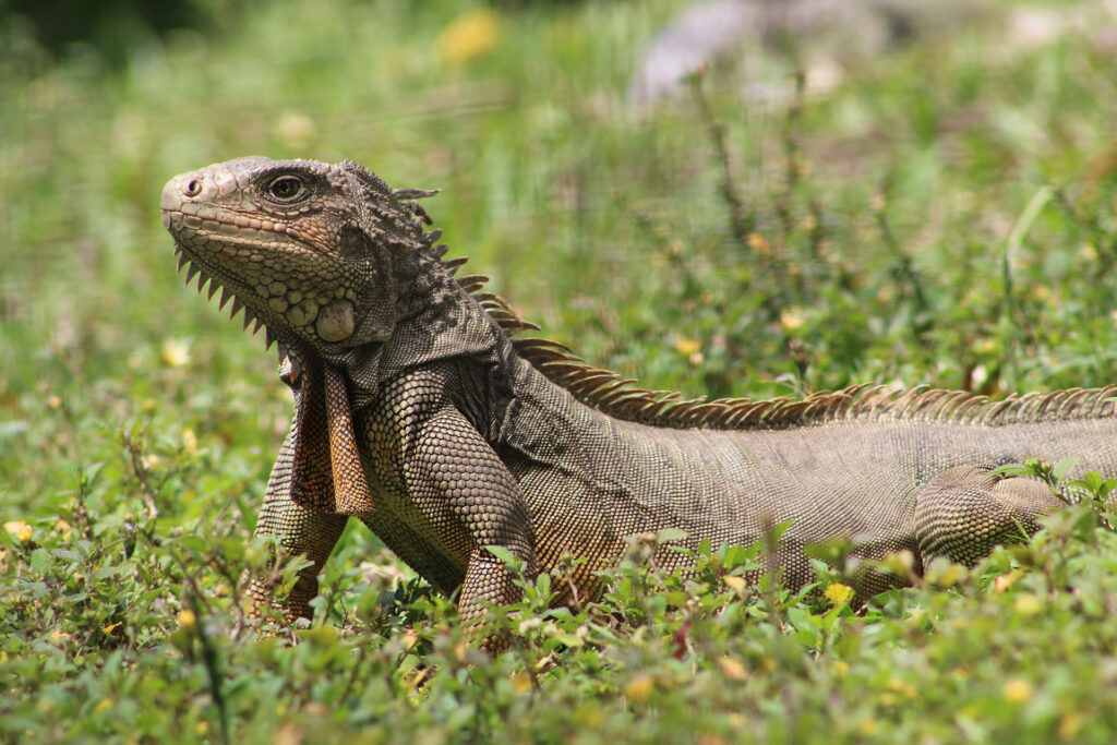 Iguana in a yard