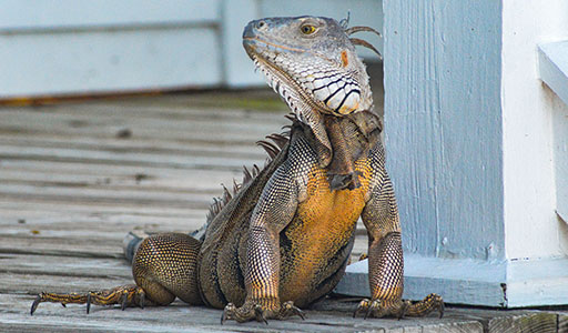 Iguana on a house porch