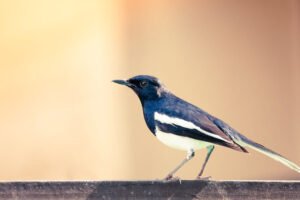 Magpie on a wooden beam