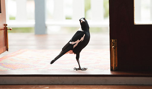 Magpie near a house door