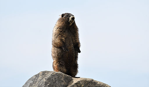 Marmot standing on it's hind legs