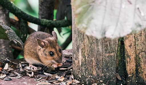 Mice on the ground