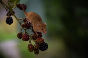 Mice on blackberries