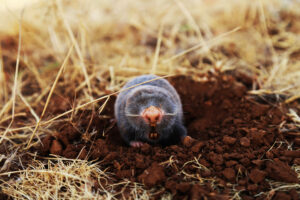 Mole coming out of the ground