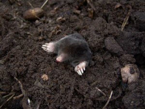 Mole digging up from the ground