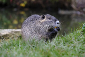 Muskrat eating food