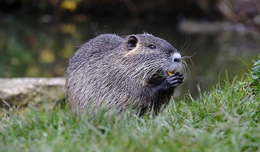 Muskrat eating food