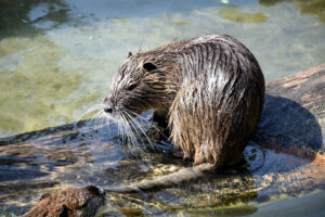 Muskrat in the water on a log
