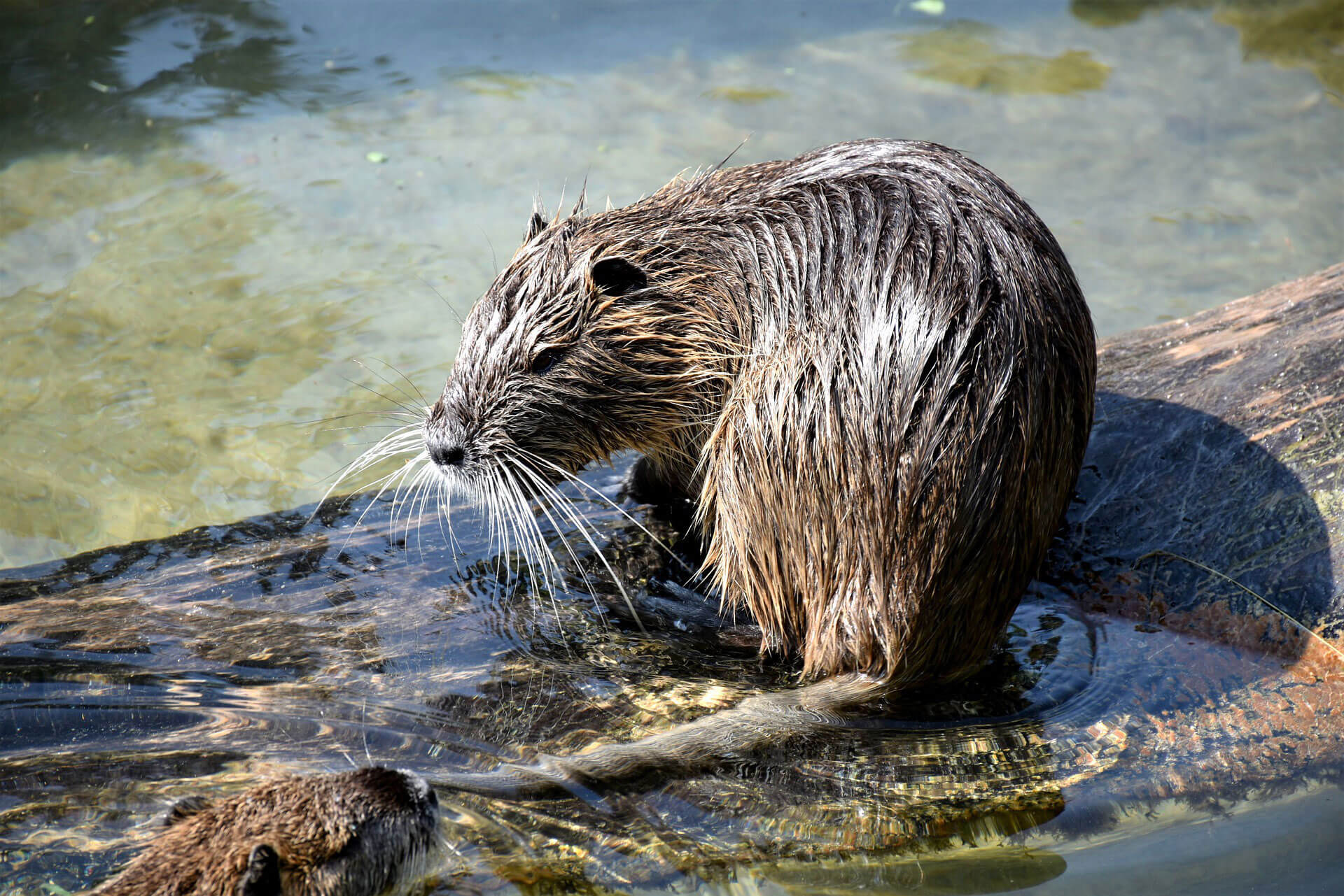 Muskrats Information Trutech Wildlife Removal