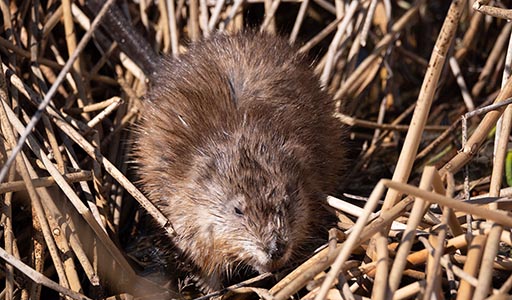 Muskrat in a field