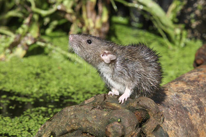 Norway rat in a yard