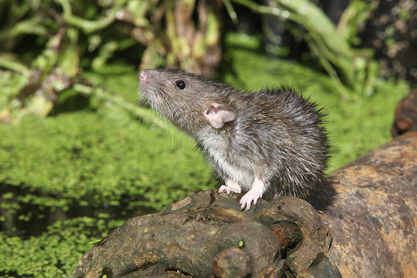 Norway rat in a yard